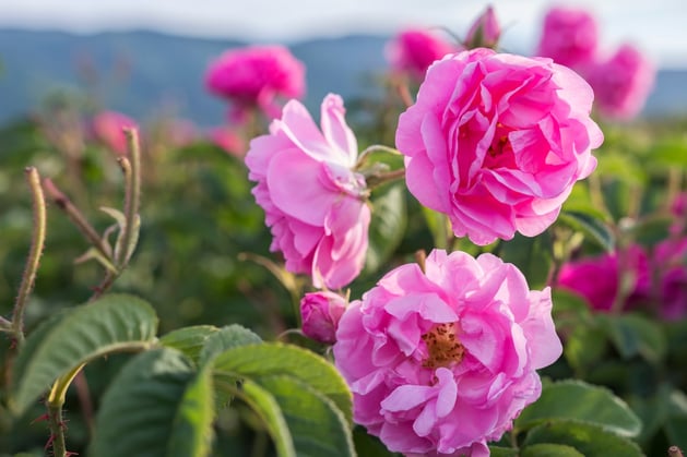 11 • Le très célèbre rosier de Damas • © Adobe Stock