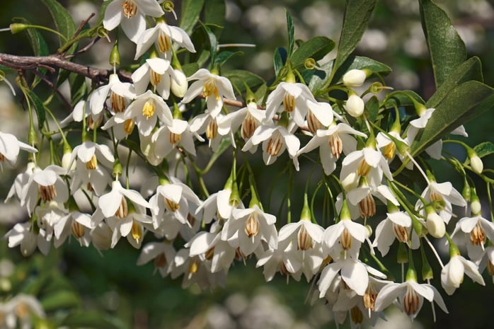 7 • Styrax du japon • © Adobe Stock