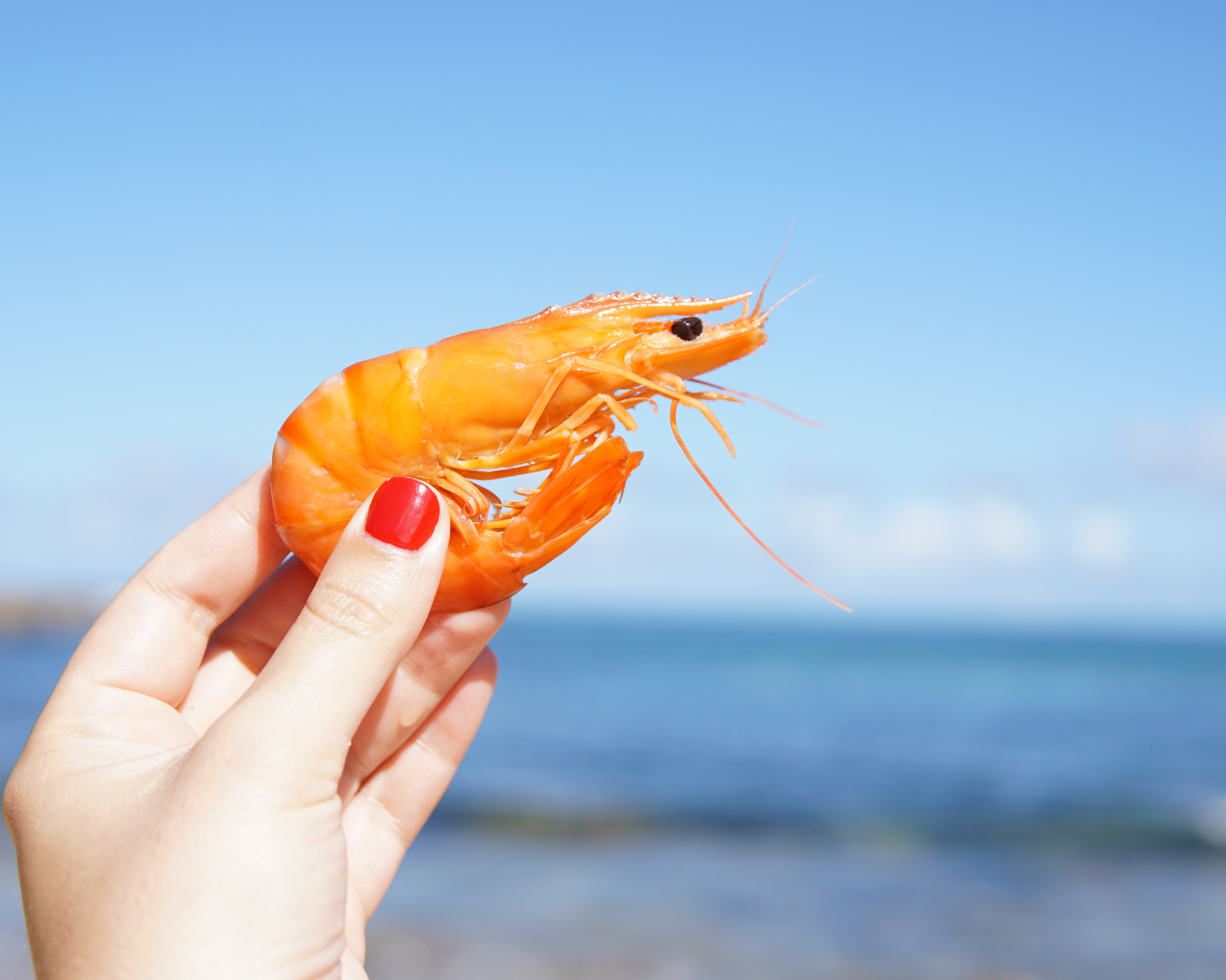 Les phrases mélangées (1)