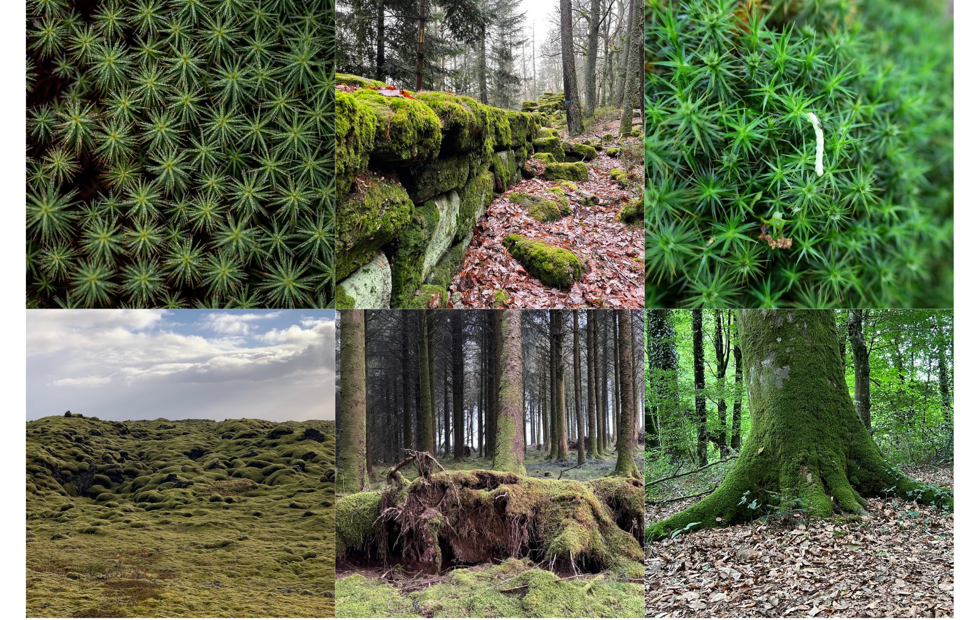 Page daccueil visuel les mousses